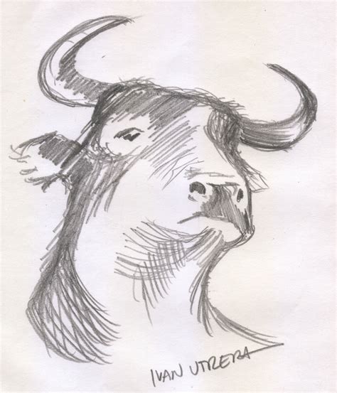 dibujos de toros|toro dibujo facil.